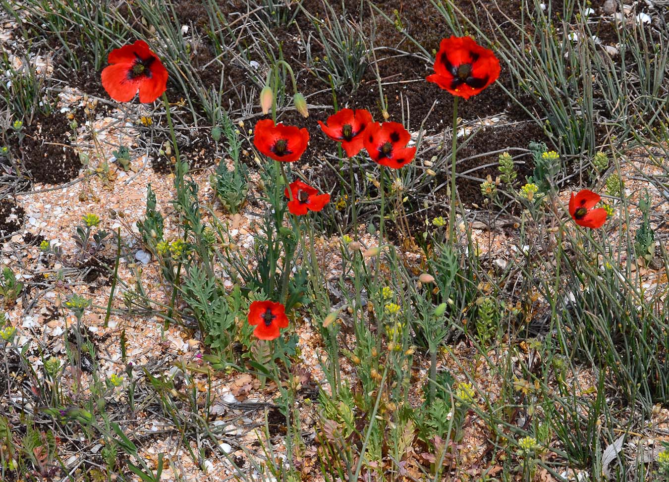 Изображение особи Papaver laevigatum.