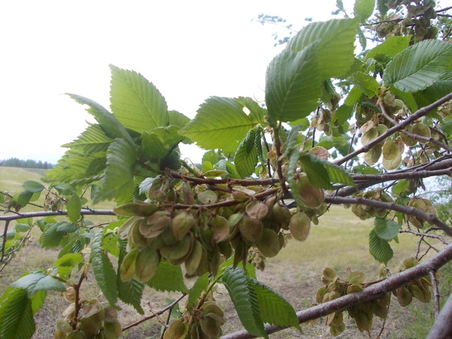 Изображение особи Ulmus laevis.