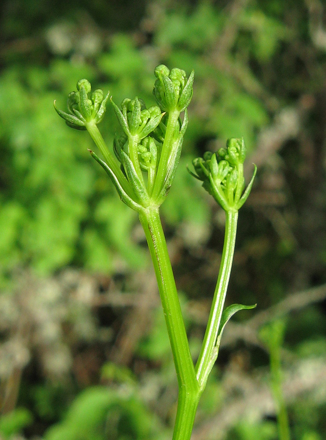 Изображение особи Xanthoselinum alsaticum.