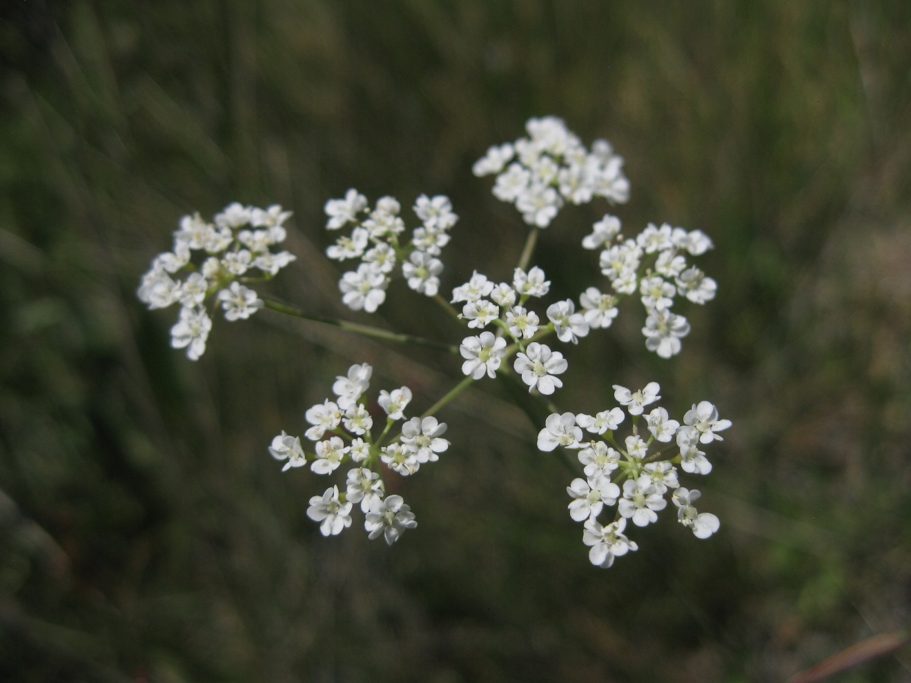 Изображение особи Gongylosciadium falcarioides.