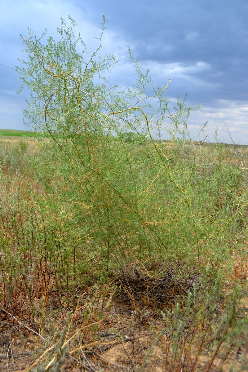 Изображение особи род Asparagus.