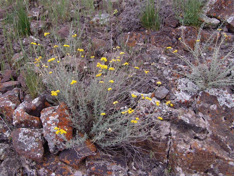 Изображение особи Achillea vermicularis.