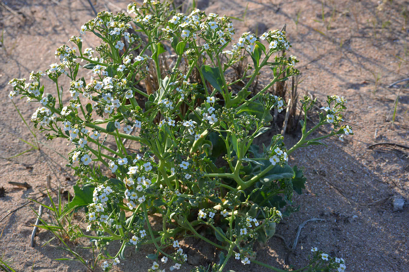 Изображение особи Crambe maritima.