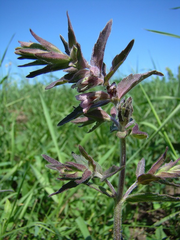 Image of Odontites vulgaris specimen.