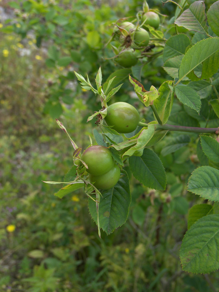 Изображение особи Rosa lupulina.