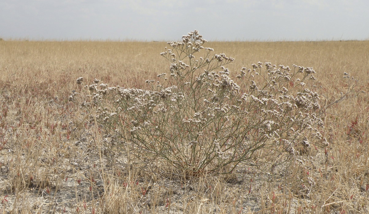 Изображение особи Limonium caspium.