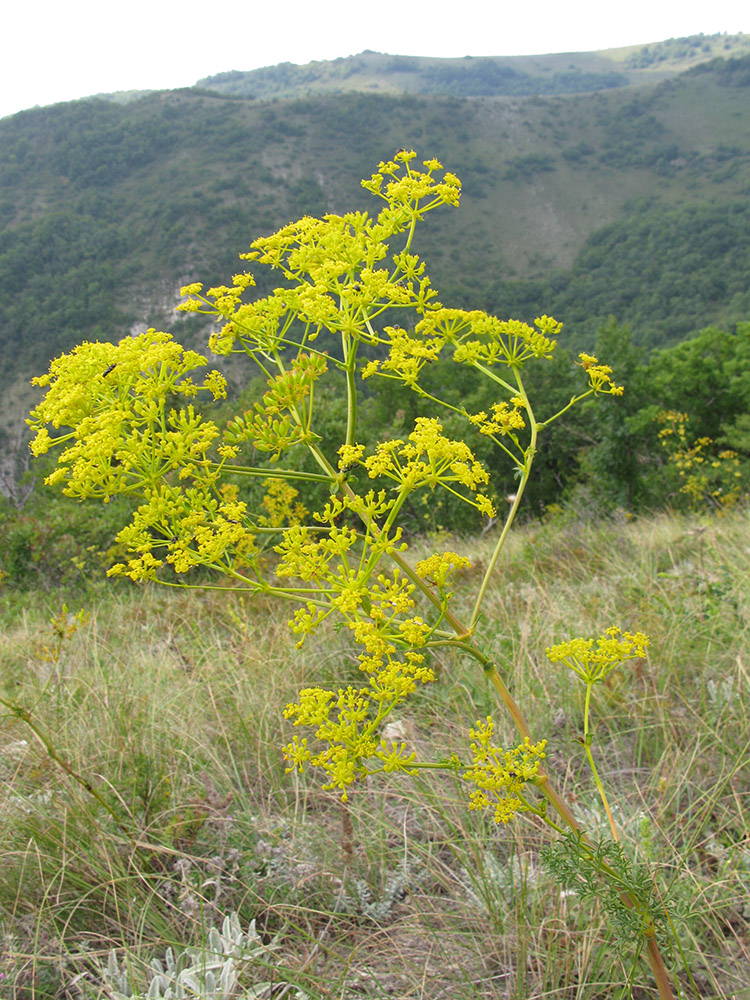 Image of Ferulago galbanifera specimen.