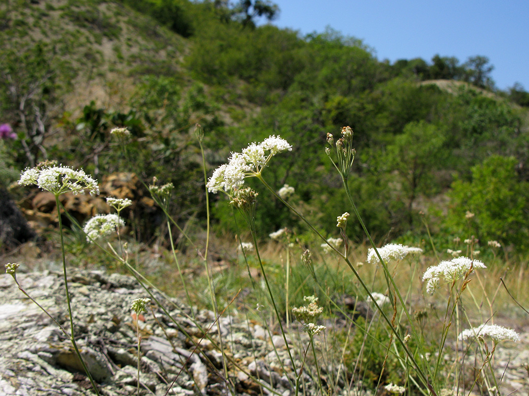 Изображение особи Pimpinella tragium.