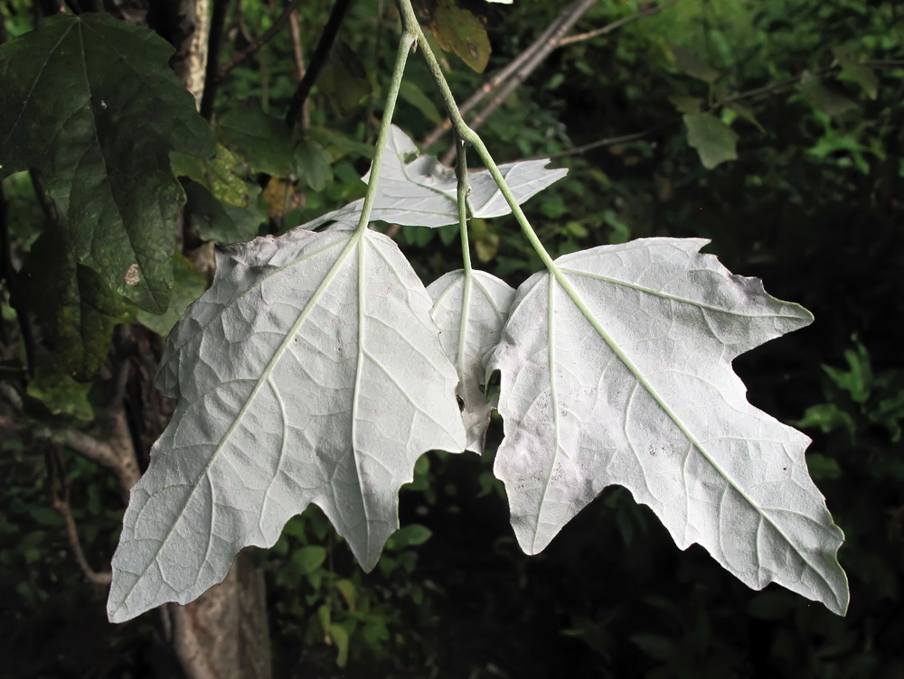 Image of Populus alba specimen.