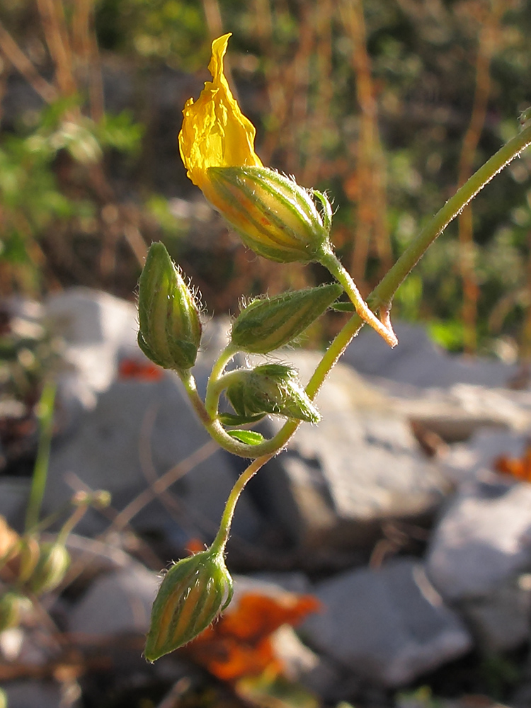 Изображение особи Helianthemum ovatum.