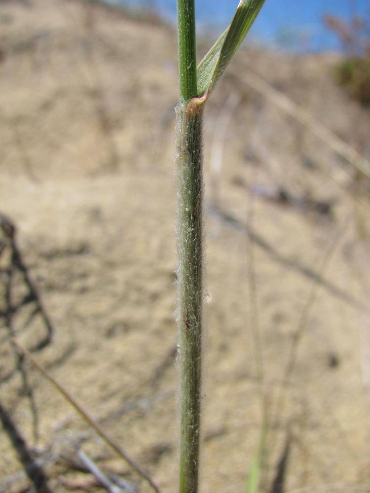 Image of Bromopsis korotkiji specimen.