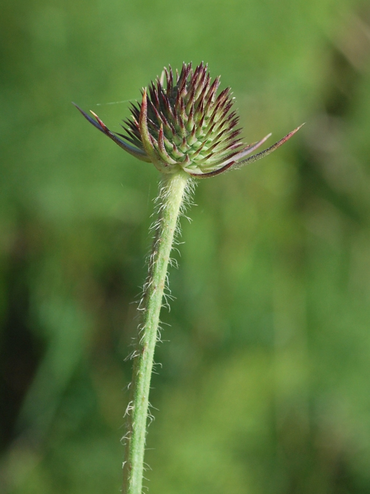 Image of Dipsacus dipsacoides specimen.