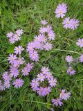 Primula nutans