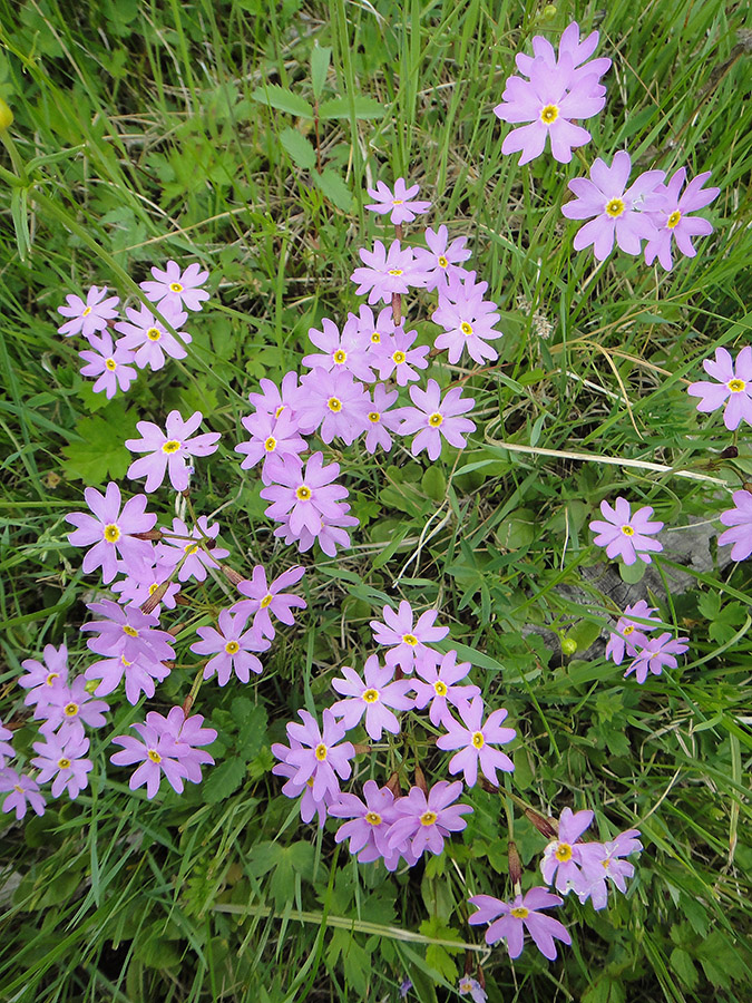 Image of Primula nutans specimen.