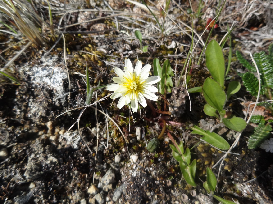 Изображение особи Taraxacum zhukovae.