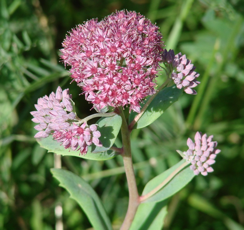 Изображение особи Hylotelephium triphyllum.