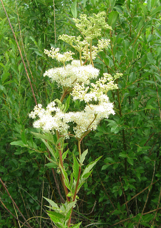 Изображение особи Filipendula ulmaria.