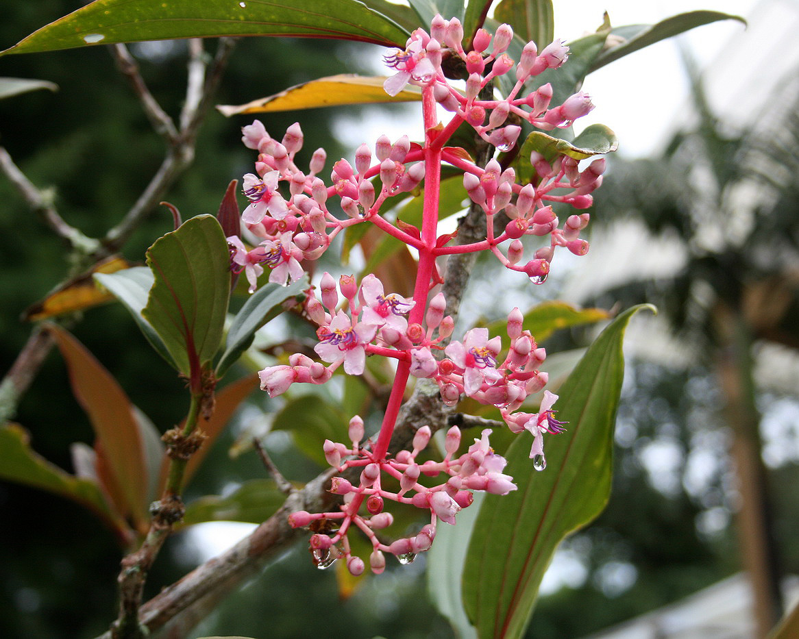 Изображение особи род Medinilla.