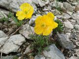 Papaver croceum