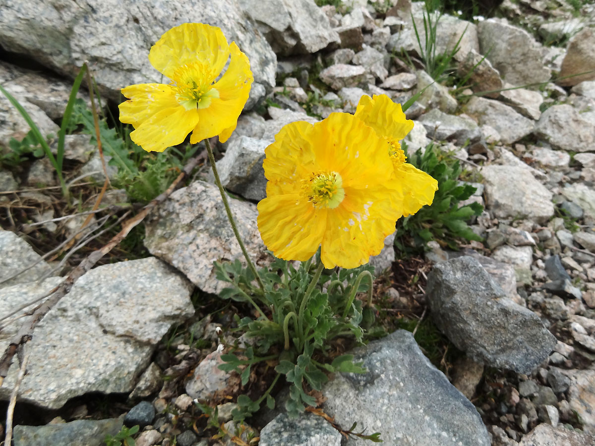 Изображение особи Papaver croceum.