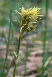 Carex vaginata