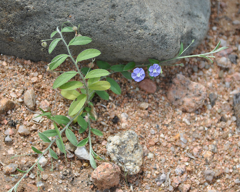 Изображение особи Evolvulus alsinoides.