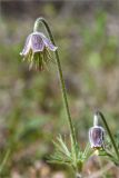 Pulsatilla pratensis. Верхушка побега с отцветающим цветком. Ленинградская обл., Кингисеппский р-н, сосновый лес между оз. Судачье и Бабинское. 27.05.2012.