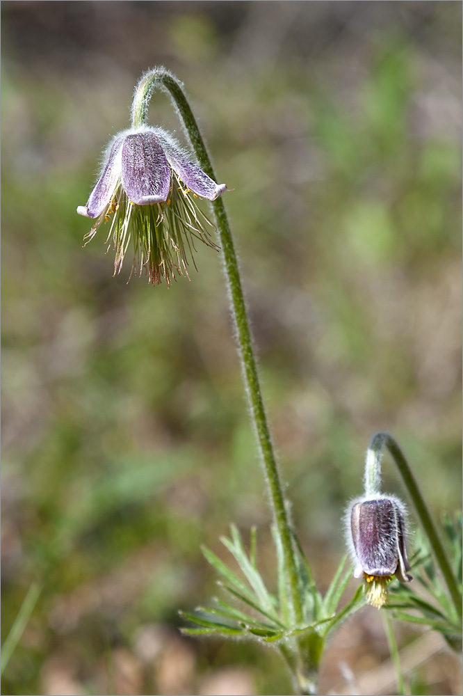 Изображение особи Pulsatilla pratensis.