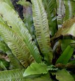 Phyllitis scolopendrium. Вайи спороносящего растения. Германия, г. Essen, Grugapark. 29.09.2013.