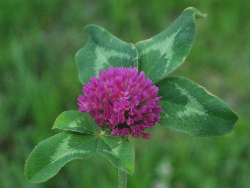 Image of Trifolium pratense specimen.