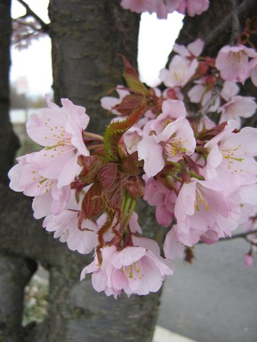 Image of Prunus serrulata specimen.