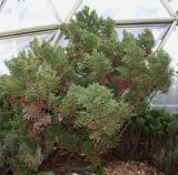 Cryptomeria japonica