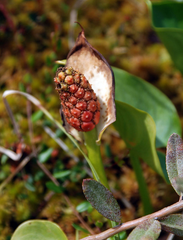 Изображение особи Calla palustris.