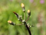 Sonchus oleraceus