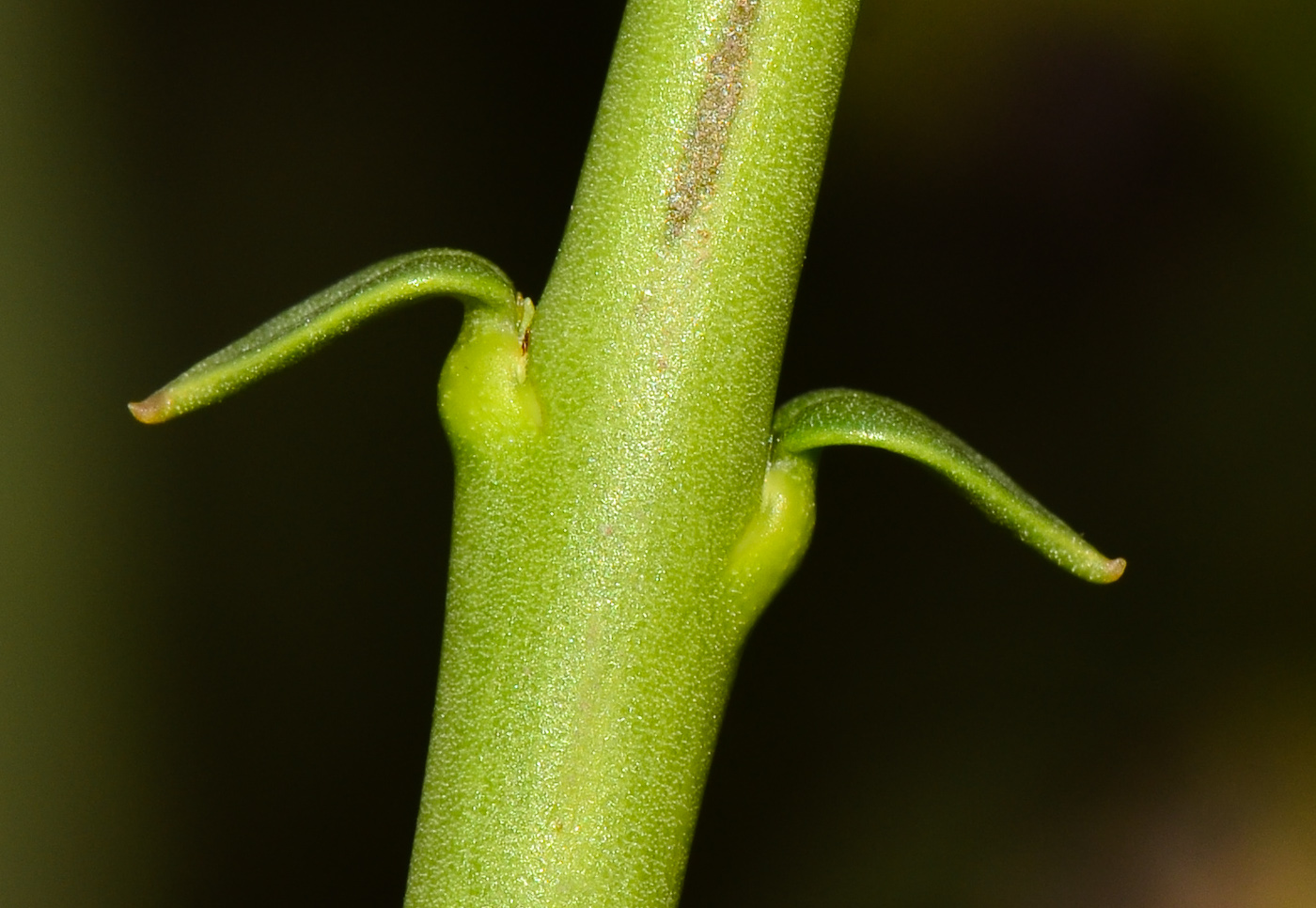 Изображение особи Periploca aphylla.