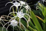 Hymenocallis speciosa. Соцветие. Таиланд, провинция Краби, курорт Ао Нанг. 10.12.2013.