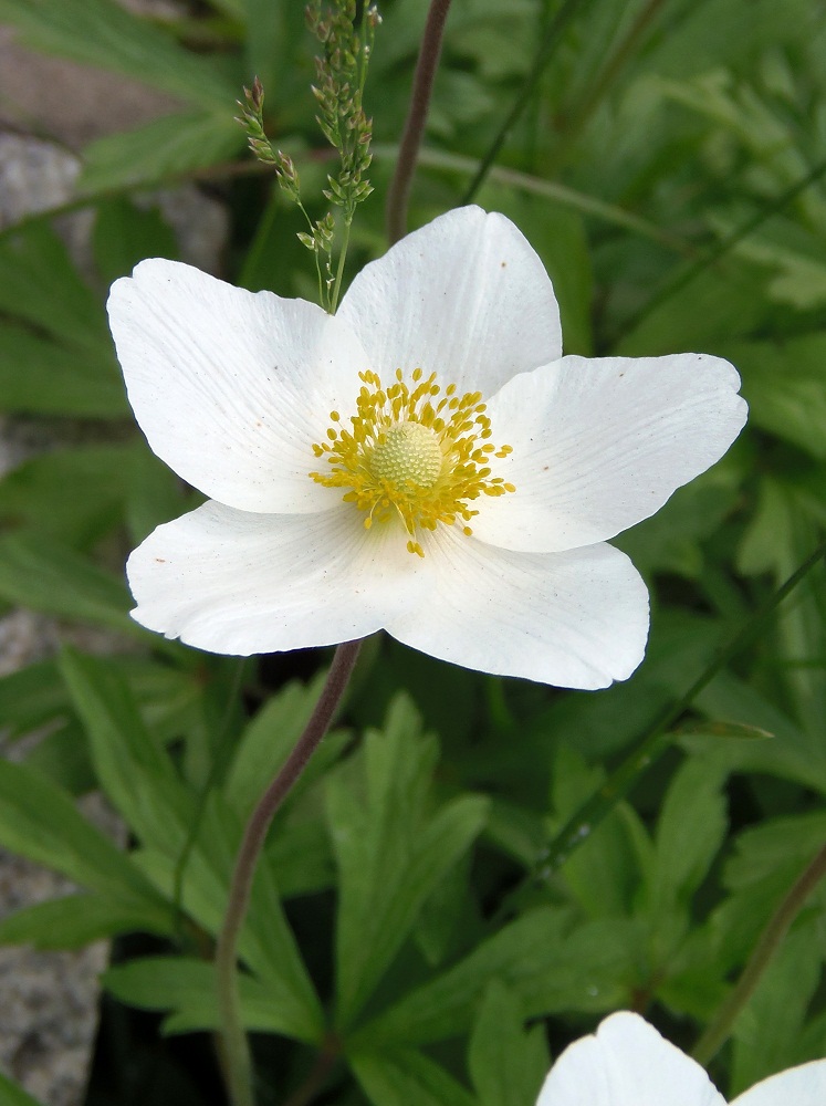 Image of Anemone sylvestris specimen.