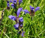 Dracocephalum ruyschiana. Верхушки цветущих растений. Восточный Казахстан, Глубоковский р-н, окр. с. Тарханка, склон сопки. 07.06.2013.