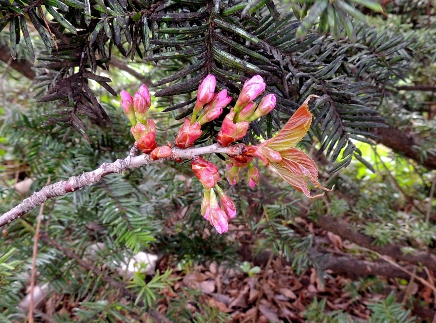 Изображение особи Cerasus sachalinensis.