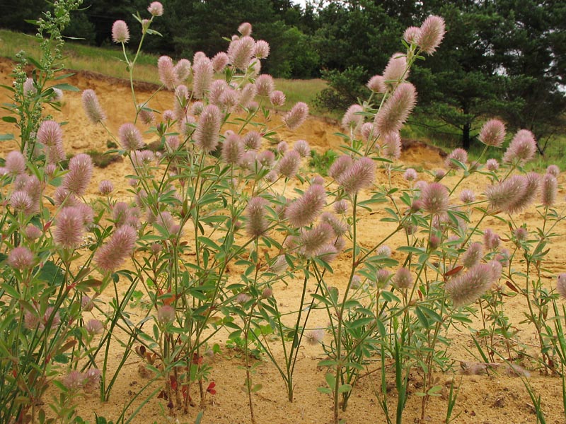 Image of Trifolium arvense specimen.