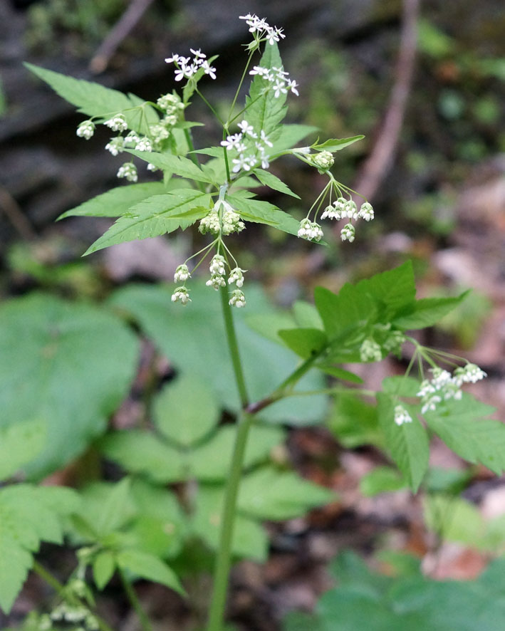 Изображение особи Anthriscus schmalhausenii.