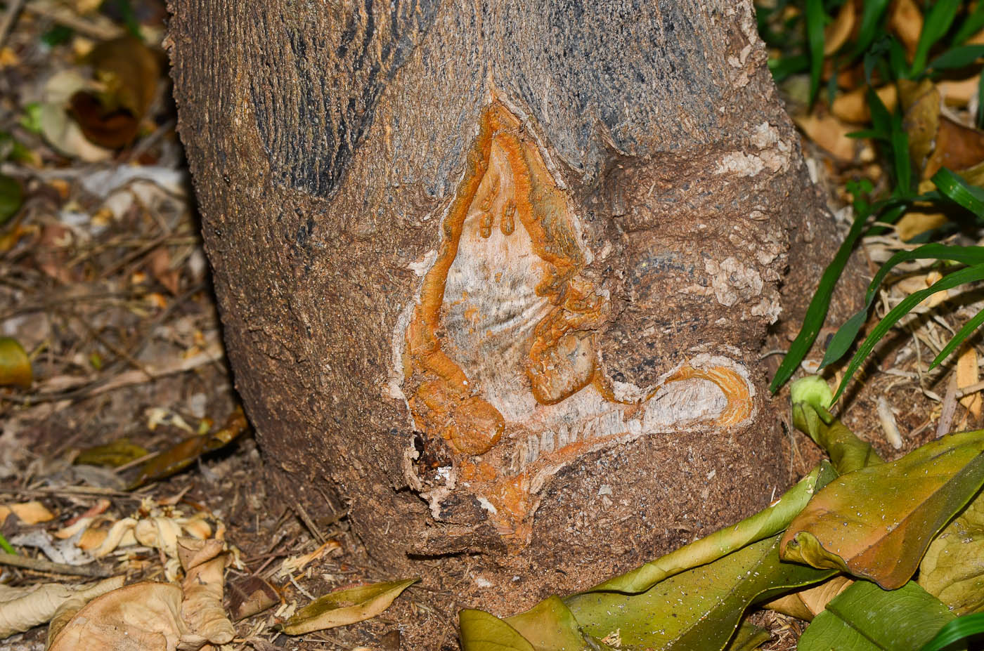 Image of Citrus &times; paradisi specimen.