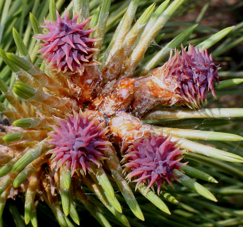 Изображение особи Pinus ponderosa.