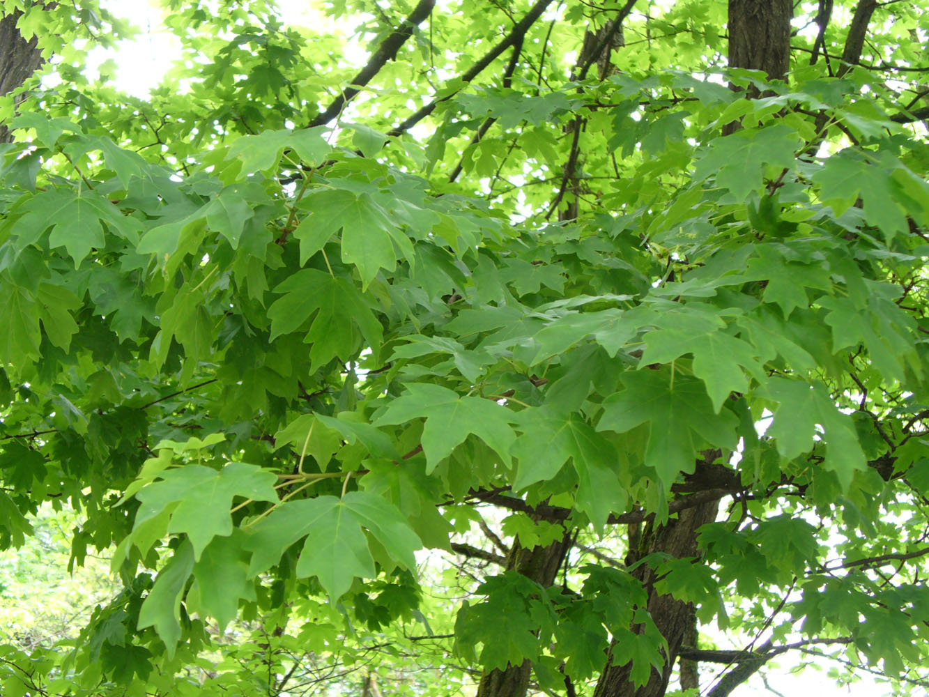 Image of Acer campestre specimen.