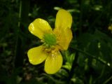 Ranunculus subborealis