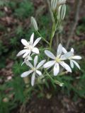 Ornithogalum ponticum