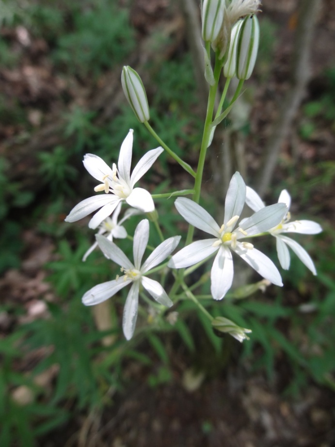 Изображение особи Ornithogalum ponticum.