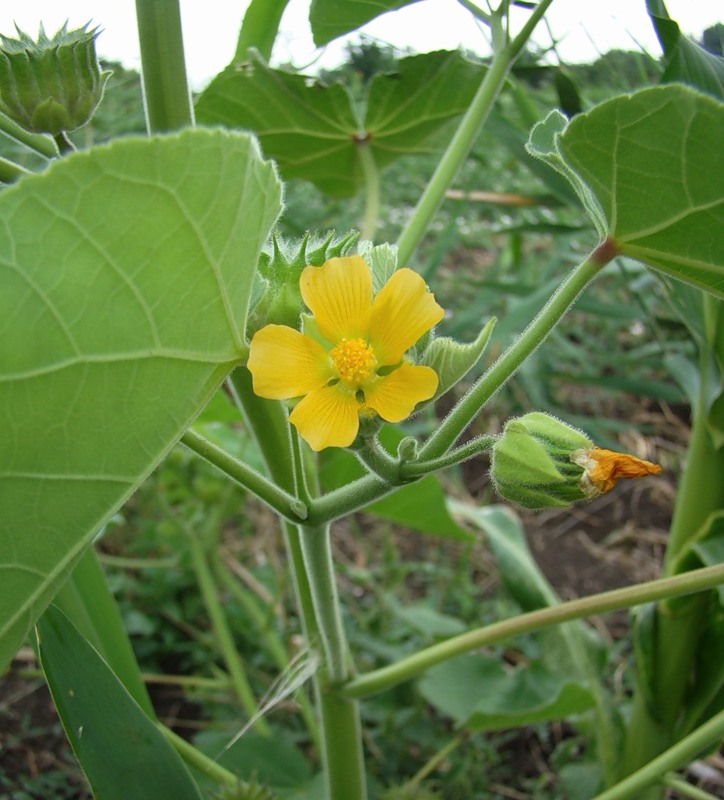 Изображение особи Abutilon theophrasti.