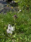 Cirsium simplex