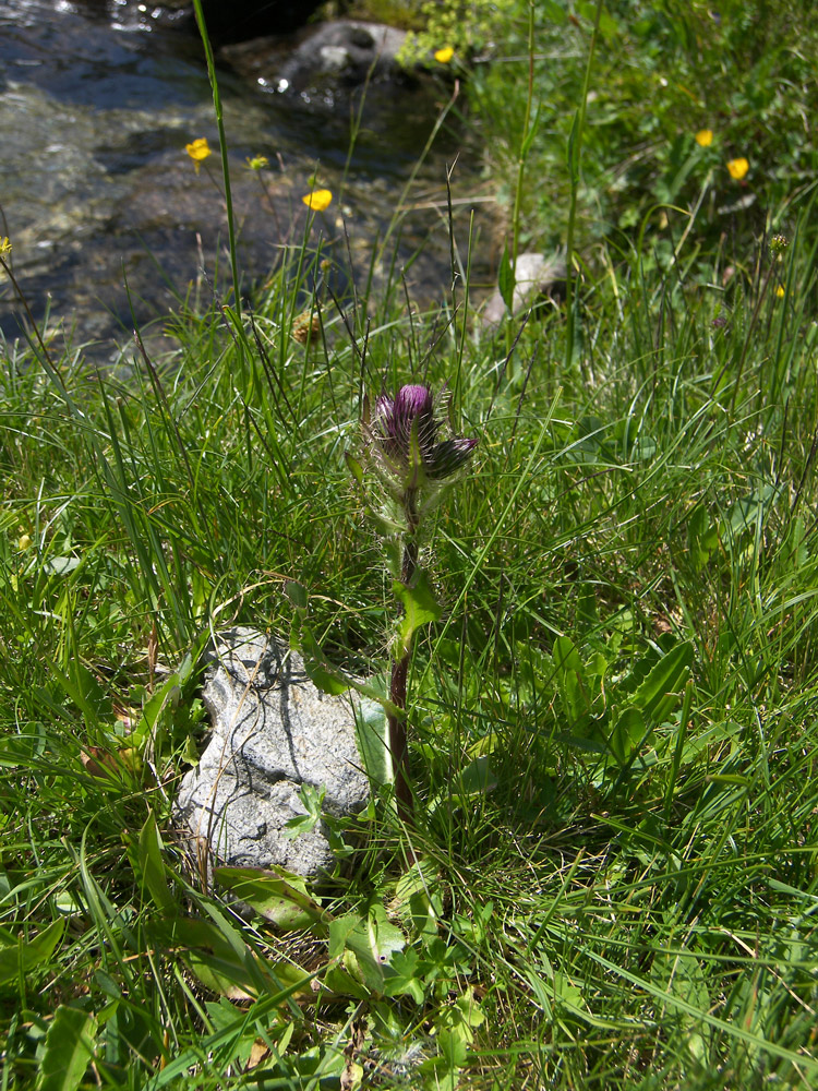 Изображение особи Cirsium simplex.